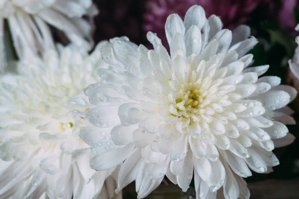 White Autumn Flowers Covered Drops Dew Close Photo Blurred Background — Stock Photo, Image