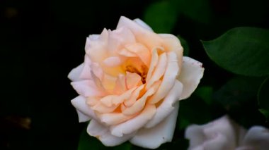 Çok güzel beyaz bir gül. Yaklaş..