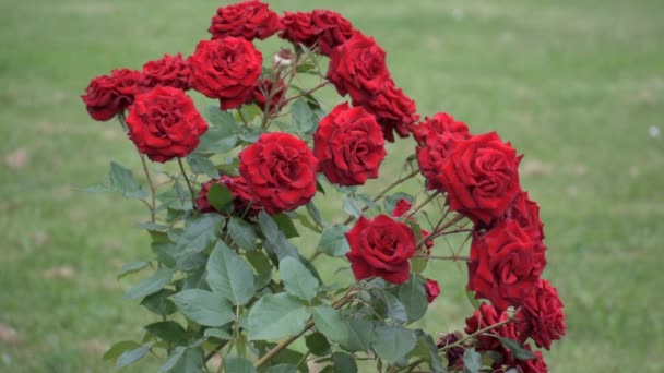 Bush de rosas rojas. Flores muy hermosas. — Vídeo de stock