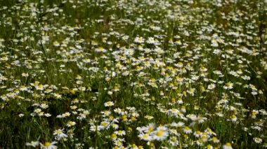 Birçok beyaz çiçek açar. Papatya çayı. Güzel doğa..