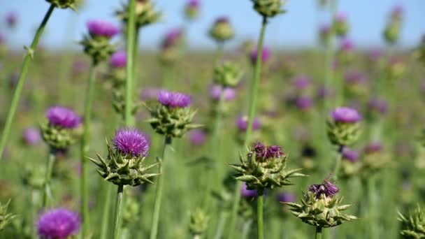 Field of medicinal plant Thistle. — Stock Video