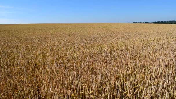 Yellow beautiful Wheat field grows on the farm. — Stock Video