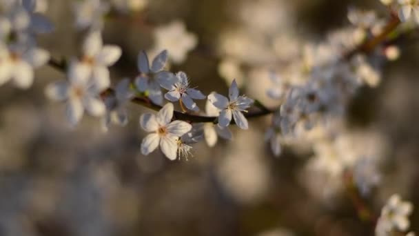 Många små vita blommor blommar på en gren. Magisk vårperiod. — Stockvideo