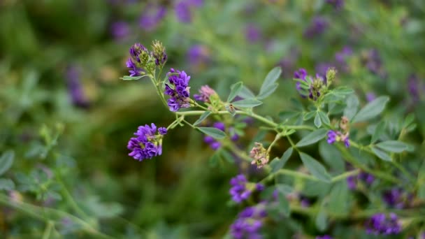 Erba medica fiorita nel campo. — Video Stock