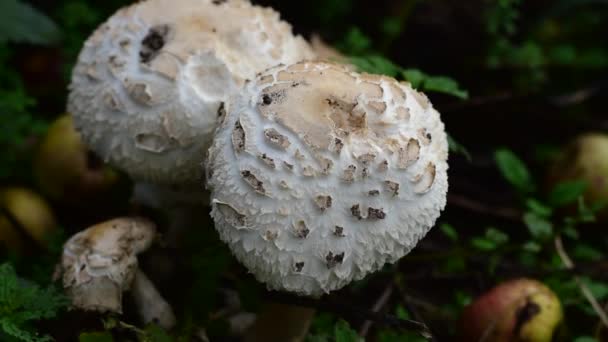 Poisonous mushrooms grow in foxes in autumn — Stock Video