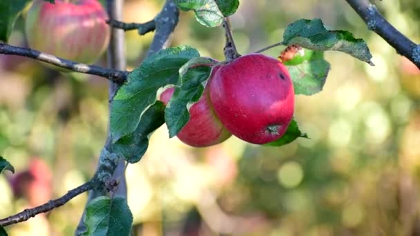 Grandes manzanas rojas en un árbol. — Vídeos de Stock