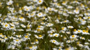 Birçok beyaz çiçek açar. Papatya çayı. Güzel doğa..