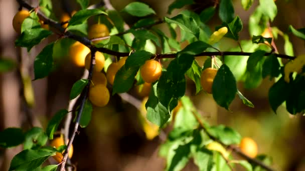 Bagas amarelas maduras na árvore. Azedo — Vídeo de Stock