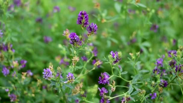 Alfalfa kwitła w polu. — Wideo stockowe