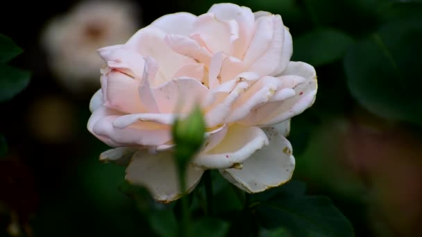 Rosa amarilla blanca muy hermosa de cerca. — Vídeos de Stock