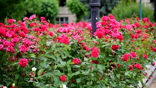 Rode rozen van dichtbij. zeer mooie zomerbloemen. — Stockvideo