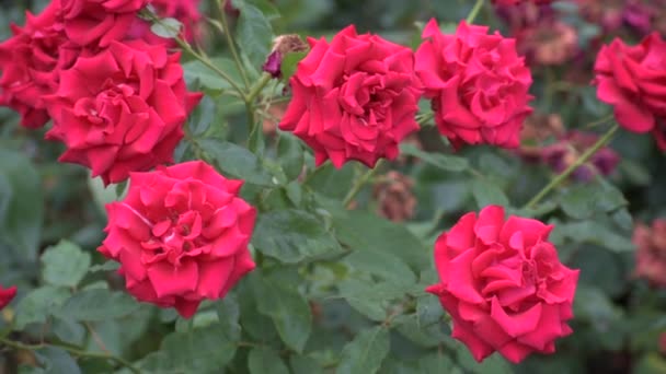 Les roses rouges se rapprochent. très belles fleurs d'été. — Video