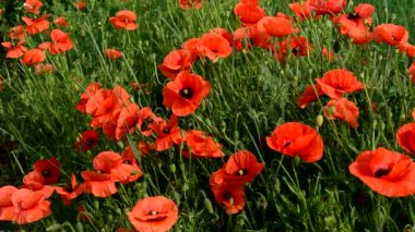 Kırmızı gelincikler yazın güzel çiçek açar..