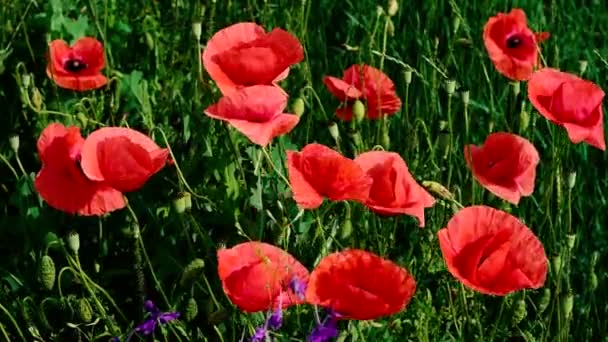 Muchas amapolas rojas florecen en verano. Muy bonito. naturaleza mágica. — Vídeos de Stock