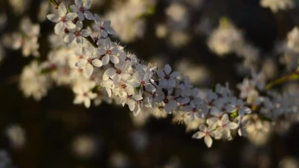 Många små vita blommor blommar på en gren. Magisk vårperiod. — Stockvideo