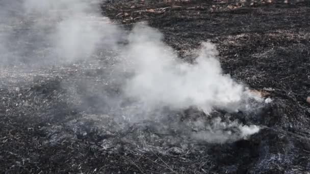 Remova o vídeo depois de um incêndio que queimou a grama seca dos juncos e incendiou as árvores. — Vídeo de Stock