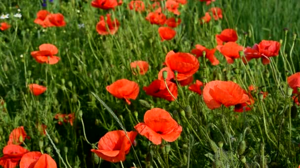 Les coquelicots rouges fleurissent magnifiquement en été. — Video