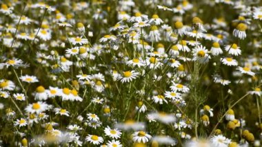 Sahada birçok papatya açar..
