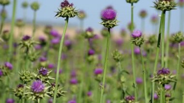Bir tarlada tıbbi bir bitki yetiştirmek..
