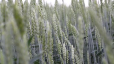 Yakından yeşil buğday kulakları. Bir tarlada mısır gevreği yetiştiriyorum..