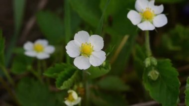Beyaz güzel yabani çilek rengi.