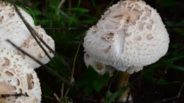 Mushrooms grow in the forest in autumn after the rain. — Stock Video