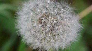 Karahindiba yeşil arka planda solmuş. Güzel yaz doğası.