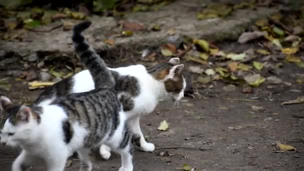 Pussy and kitten in autumn in the yard. — Stock Video