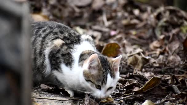 Gato callejero come basura. — Vídeos de Stock