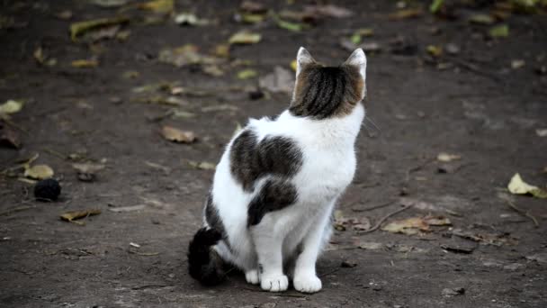 Eine streunende Katze sitzt im Hof. Herbst ist die Zeit des Jahres. — Stockvideo