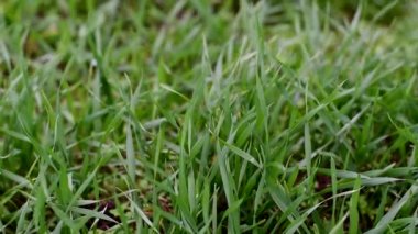 Topraktan buğday tohumları çıktı. Genç sonbahar yeşili buğday