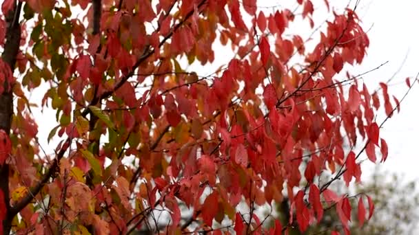 나무에 매달려 있는 붉은 가을 나무 잎. — 비디오