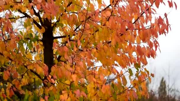 Ağaçta sonbahar sarısı yapraklar var. sonbahar arkaplanı. — Stok video