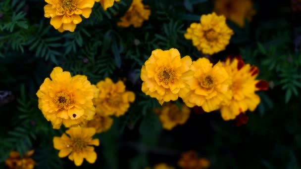 Żółte piękne kwiaty nagietka po deszczu.. — Wideo stockowe