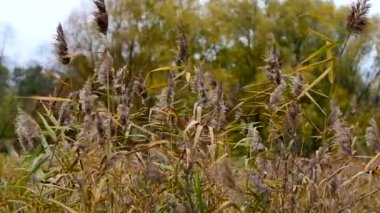 Sazlıklar vadide yetişir. Rüzgar sazlıkları sallıyor. Sonbahar arkaplanı