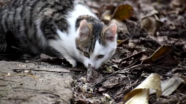 Бродячая кошка ест мусор. — стоковое видео