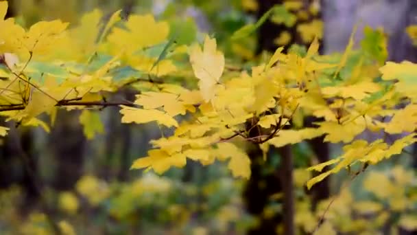 Geelachtige herfstbladeren zwaaien in de wind. — Stockvideo