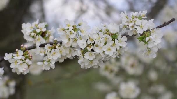 Fleurs de cerisier doux au printemps avec des fleurs blanches — Video