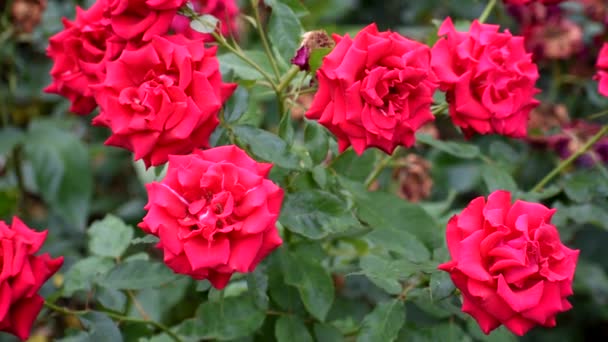 Красные розы закрываются. очень красивые летние цветы. — стоковое видео