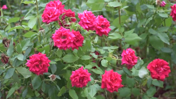 Bush de rosas vermelhas em flores de verão com belas flores. — Vídeo de Stock