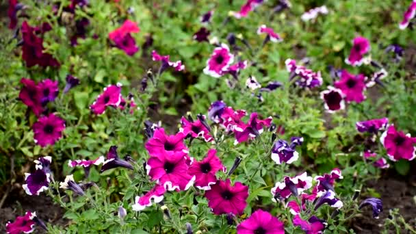 Petunie. Krásná květinová zahrada s jasnými květy. — Stock video