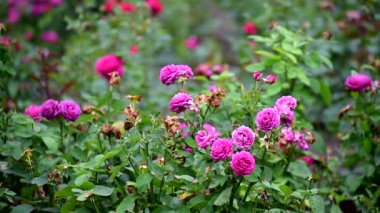 Güzel çiçekler yazın çiçek açmaya başladı..