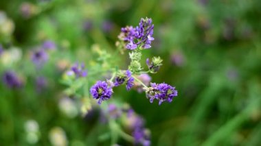 Alfalfa tarlada çiçek açtı..