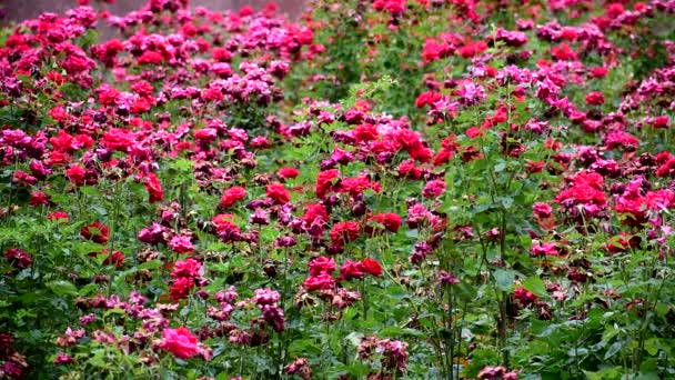 Vackra blommor började blomma på sommaren. — Stockvideo