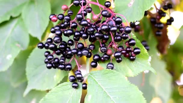 Dojrzałe czarne jagody bzu wiszą na krzewach. — Wideo stockowe