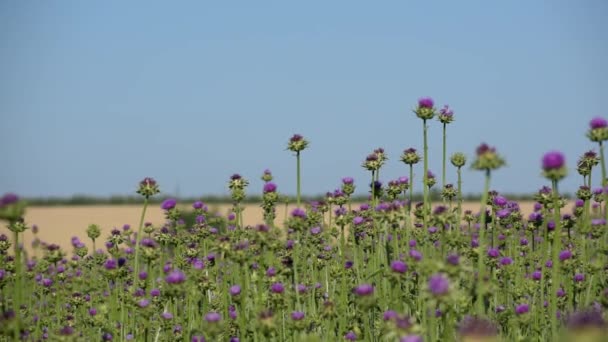 농경지에서 약초를 재배하는 모습. — 비디오