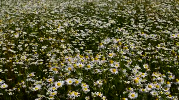 Molti fiori bianchi fioriscono. Camomilla. Bella natura. — Video Stock