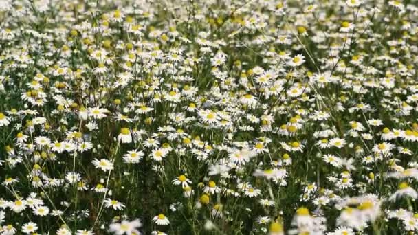 Muitas flores no campo florescem com flores brancas. — Vídeo de Stock