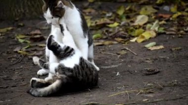 Pussy with a cat playing.