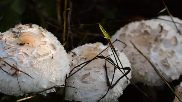 Cogumelos venenosos são semelhantes aos comestíveis. — Vídeo de Stock